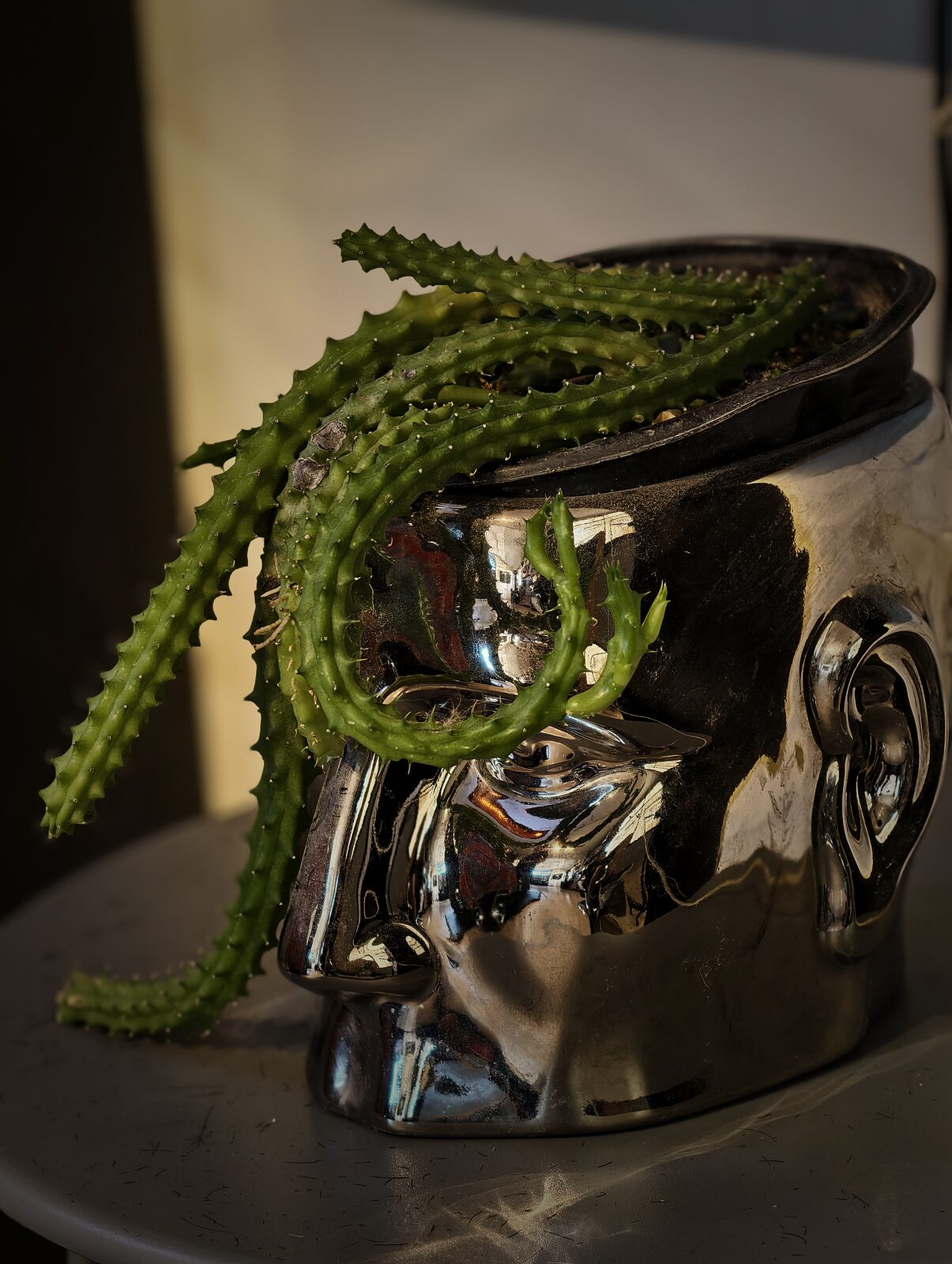 Maceta cromada con forma de cabeza y un cactus colgante a modo de pelo, bajo luz dorada.